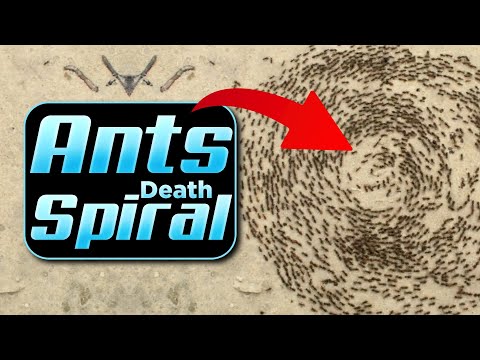 Unraveling the Mystery of the Ant Death Spiral Exploring Ants Fascinating Behavior in the Wild