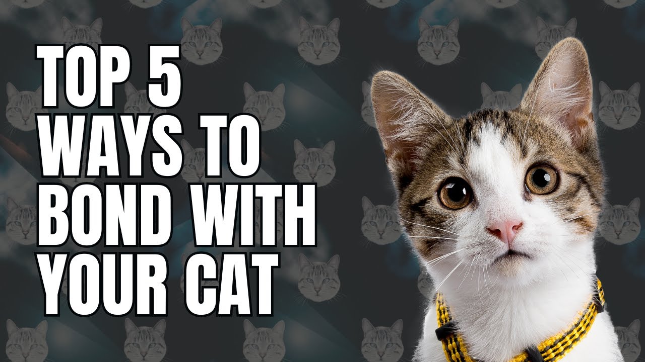 Top 5 Ways to Bond With Your Cat!