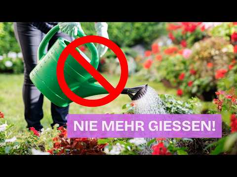 No more watering?! These 7 plants thrive in heat and drought – without a watering can!