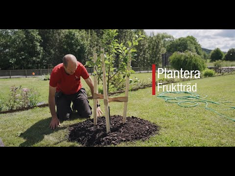 Plantera träd
