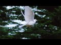 White Dove Filmed With 2000fps Ultra Slow Motion In Cluj 4