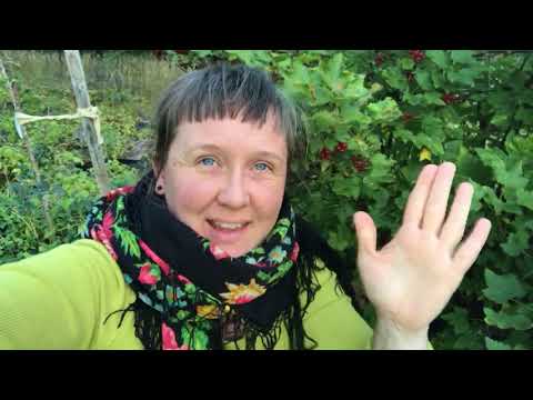 Fler vinbär än du tror