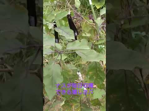 果樹の根元にある野菜は何ですか？豊かな収穫のための適切な組み合わせ  庭園