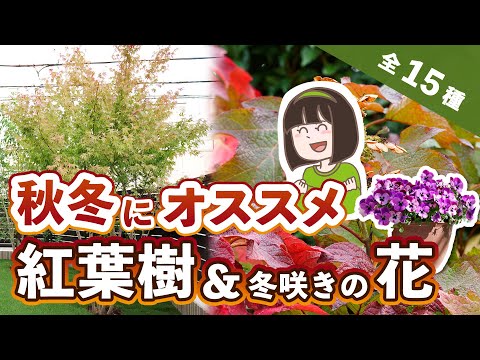 キョウチクトウは霜を恐れますか？冬に低木を保存するにはどうすればよいですか？  庭園