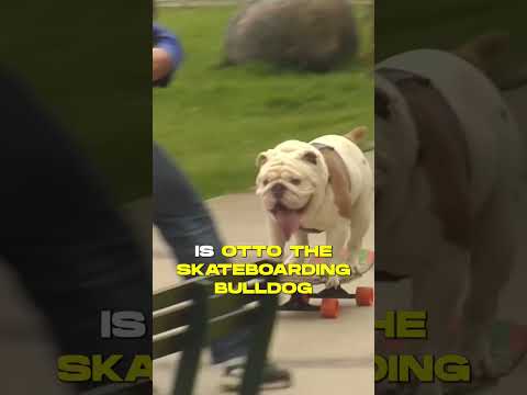 Unleashed Pawsome-ness: Mind-Blowing Dog World Records! 🐾🏆🌟