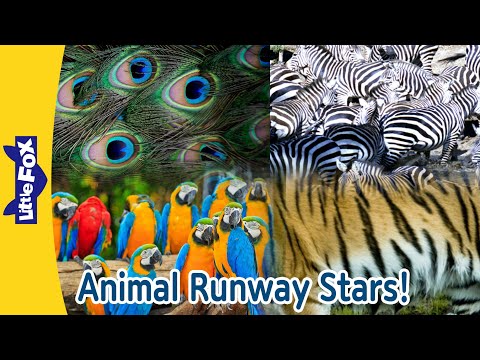 Animal Runway Stars! Fur, Feathers, and Fabulous! Animal Fashion Show Fun | Little