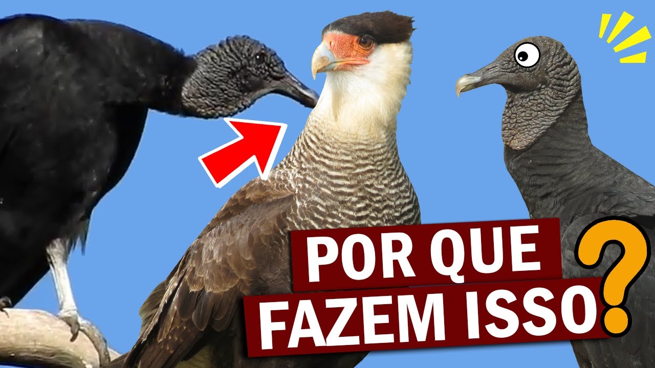 "AMIZADE SINCERA" entre URUBUS e CARCARAS | Comportamento Allopreening das aves