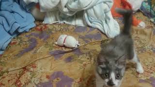 子猫に弄ばれるニャンコ先生 THE クリスマス