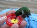 Колибри - самая маленькая птица в мире 