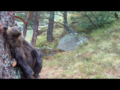 Béarn: un chasseur d'images d'ours condamné par le tribunal de Pau