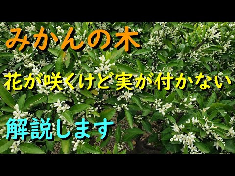 レモンの木の最も一般的な病気は何ですか?また、どうすればそれらに対処できますか?  庭園
