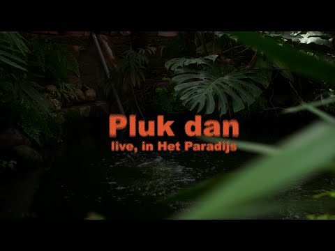 Pluk dan - Zoals vroeger (in de klas) | Live, in Het Paradijs