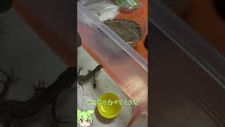 【カナヘビ】飼い始めました#shorts