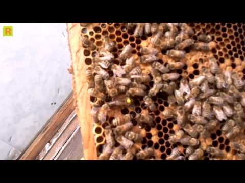 Весенняя ревизия пчелы на пасеке, пчела весной