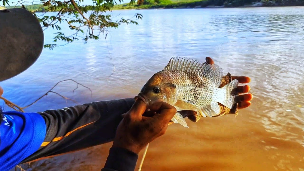 Watch Now Aprenda a MELHOR HORA do DIA para PESCARIA de TILÁPIA com MATUTO do BREJO Aprenda a MELHOR HORA do DIA para PESCARIA de TILÁPIA com MATUTO do BREJO