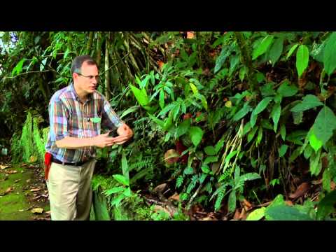 Fern Hybrids: Adiantum (Maidenhair) Example (with Robbin C. Moran)