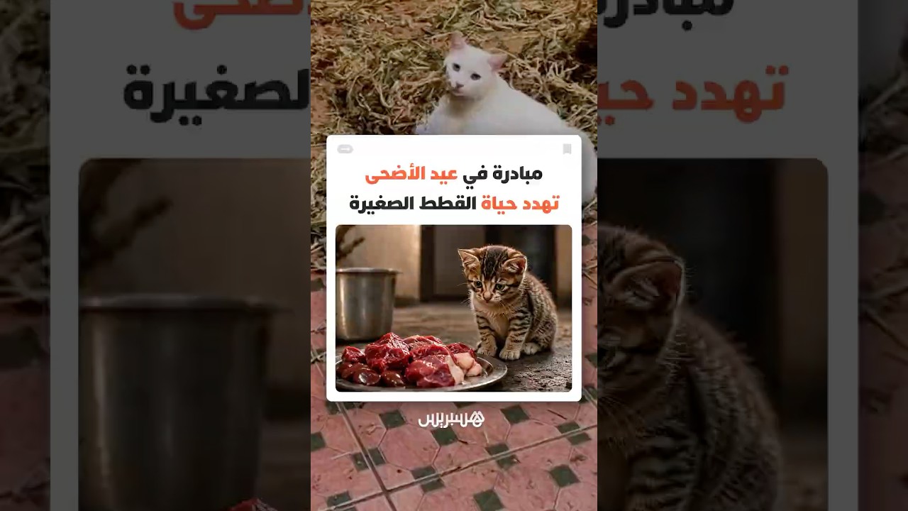 مبادرة في عيد الأضحى تهدد حياة القطط الصغيرة thumbnail