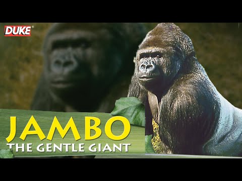 Jambo the Gorilla | The Gentle Giant | Documentary