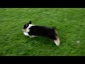 Welsh Corgi Pembroke dogs for sale: Mason - Video 1