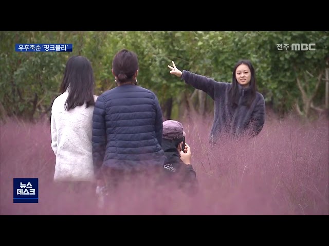 가을철 명소 된 '핑크뮬리'..생태계 위해성 논란