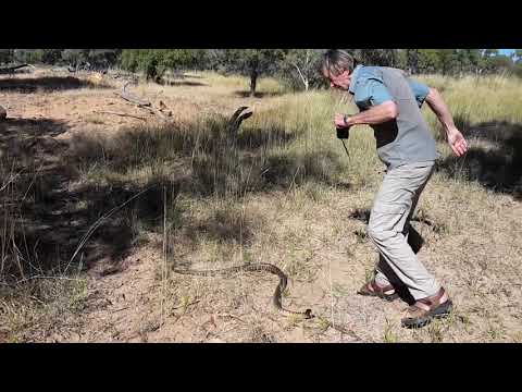 Austin Photographing Black Headed Python by Amy