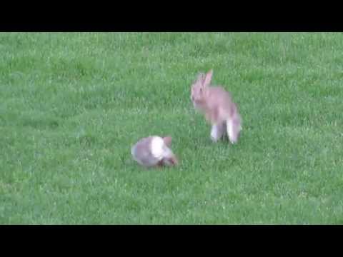 Jumping bunnies