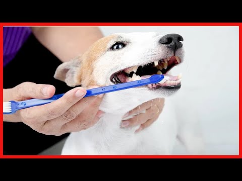 Duke's Pet Products Lot de deux brosses à dents pour chien : brosses d'hygiène dentaire canine doubl