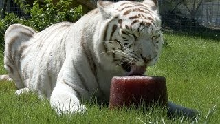 Big Cat Popsicles!