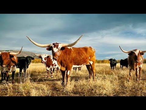 , title : 'Razas de ganado texas longhorn | razas de bovinos'