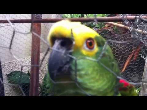 O papagaio mais afinado do Brasil!