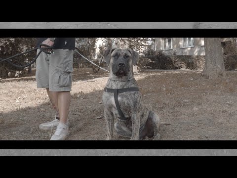 Fazi N.A.S - Bohater Romantyczny 2  (Prod ImmortalBeats)