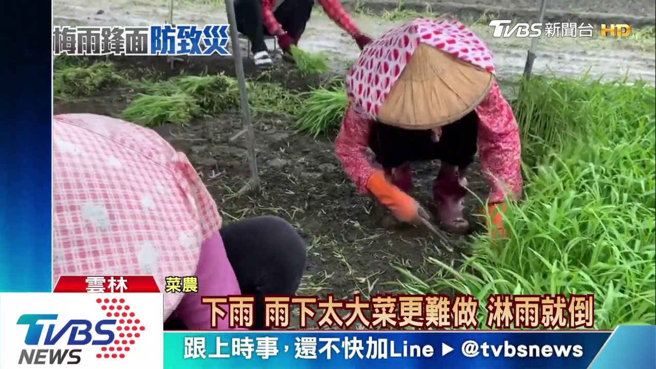 搶收！梅雨拉抬菜價　葉菜平均漲五元