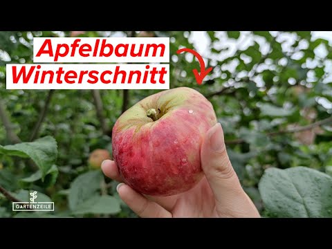 Apfelbaum im Winter schneiden - So geht es! Sorten, Zeitpunkt, Rückschnitt...