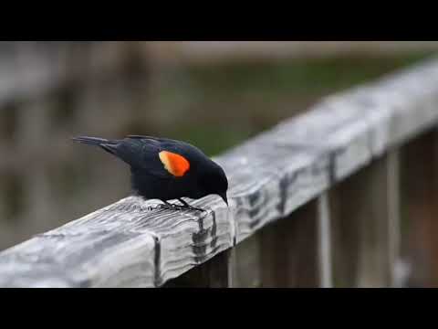 Red-winged blackbird puffing up with wings out and singing