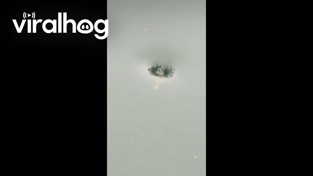 Toad Spins in Underwater Whirlpool Ballet || ViralHog