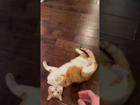 Cat collapses