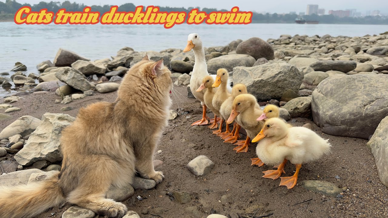 funny cat conquered the duckling and trained the duckling outdoors.cutest pet videos in the world😂