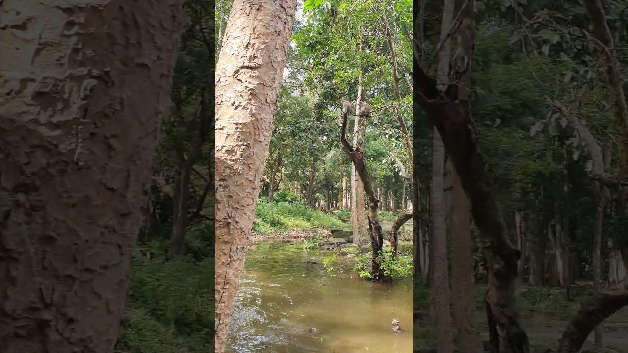 Wildlife Monkey in Amber troop 🤣💕😂 #animalmonkey #wildlife #animals #babymonkey