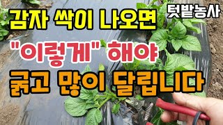 감자싹이 나오면 이렇게 해야 굵고 많이 달립니다 봄감자 추비시기 감자비료 씨감자 심는시기 씨감자소독