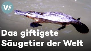 Download lagu Schnabeltiere – Säugetiere, die Eier legen und mit geschlossenen Augen unter Wasser schwimmen! mp3