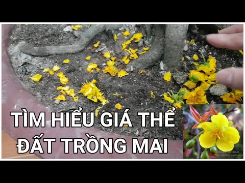 🔴 QBS2296 - CHẤT TRỒNG CHO CÂY MAI VÀNG || GIÁ THỂ TRỒNG MAI VÀNG || ĐẤT TRỒNG MAI VÀNG LOẠI NÀO TỐT