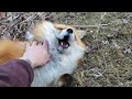 Finnegan Gets Very Jealous When I Pet Dixie