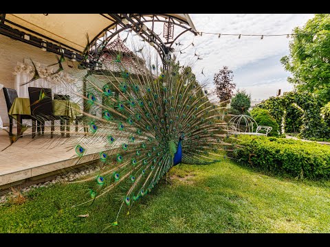 Complex pensiune, sala evenimente, restaurant, terase, gradini - langa Timisoara