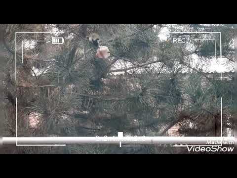 Синички и дрозды. Скрытая съемка птиц. Видео о природе.