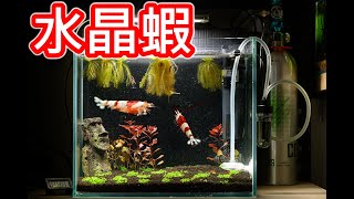 第一次養水晶蝦 | 迷你矮珍珠草缸新增成員 | add Crystal shrimp