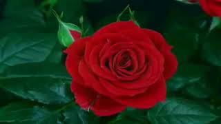 Tony Christie  -  Moonlight and roses