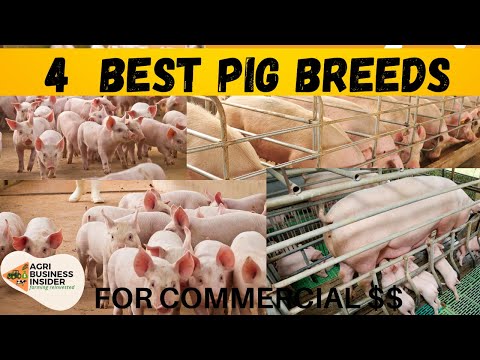 , title : 'The 4 Best Pig Breeds for Commercial Pigs Farming ( Meat Production)'