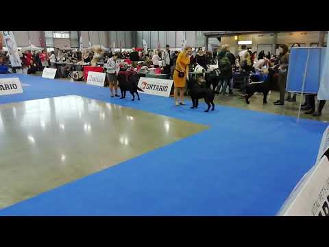 Hanácká národní výstava psů v Brně, Archi, psi třída dorostu