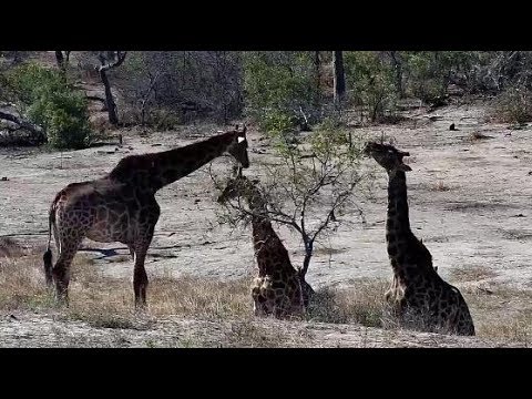 Djuma: Group of four Giraffes gather - 14:18 - 09/28/19