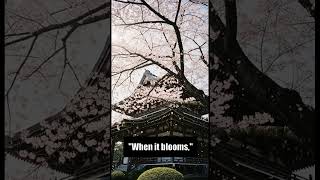 The Seed of Understanding:🌱 A Zen Story on Patience & Growth🧘♂️